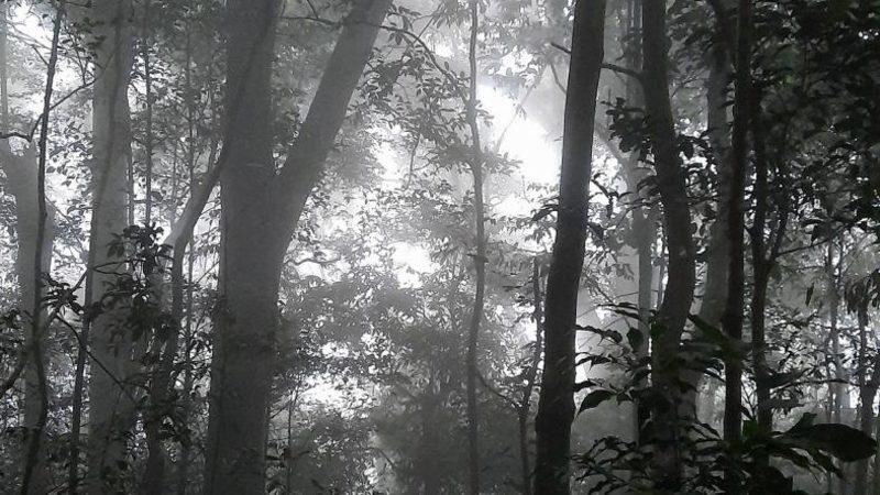 Küresel Isınma Nedeniyle Tropikal Yağmur Kuşağı Doğuda Kuzeye, Batıda Güneye Kayacak