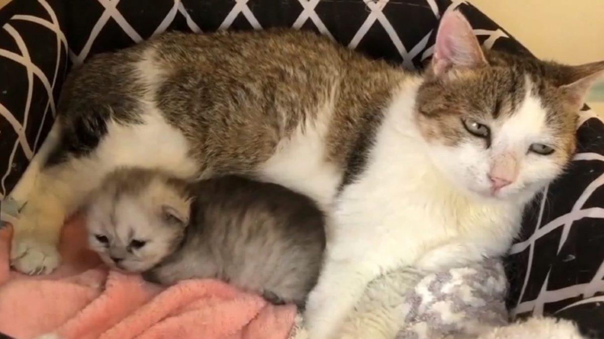 Çinli Bilim İnsanları, Somatik Hücre Transferi ile Orman Kedisi Klonlamayı Başardı