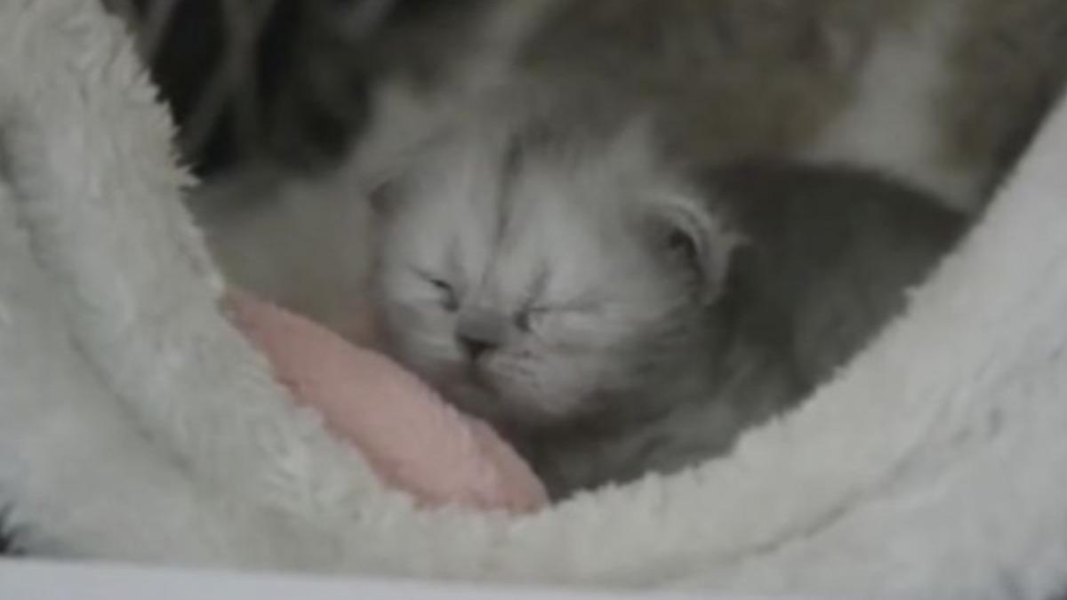 Çinli Bilim İnsanları, Somatik Hücre Transferi ile Orman Kedisi Klonlamayı Başardı