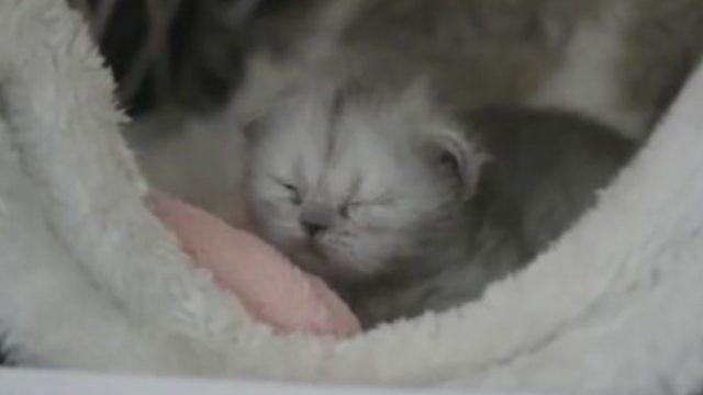 Çinli Bilim İnsanları, Somatik Hücre Transferi ile Orman Kedisi Klonlamayı Başardı