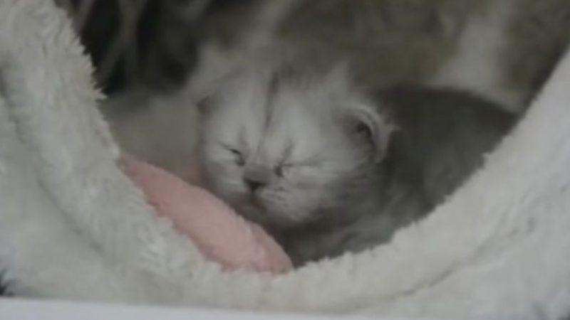 Çinli Bilim İnsanları, Somatik Hücre Transferi ile Orman Kedisi Klonlamayı Başardı