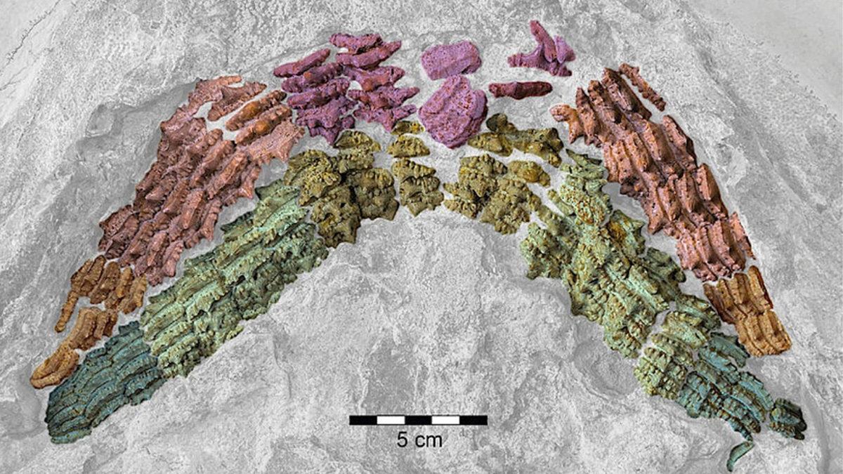 150 Milyon Yaşında Bir Köpekbalığı İskeleti, Neredeyse Tam Şekilde Keşfedildi