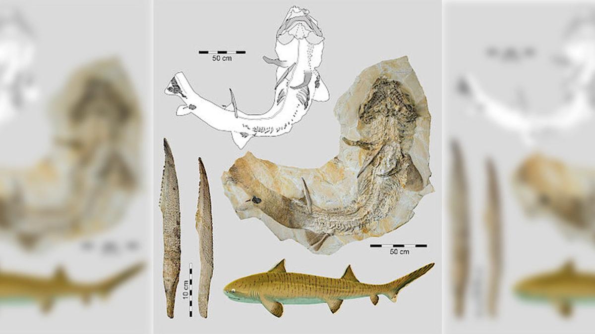 150 Milyon Yaşında Bir Köpekbalığı İskeleti, Neredeyse Tam Şekilde Keşfedildi