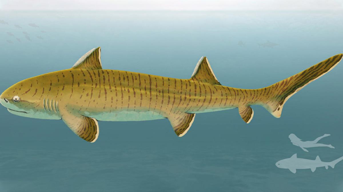 150 Milyon Yaşında Bir Köpekbalığı İskeleti, Neredeyse Tam Şekilde Keşfedildi