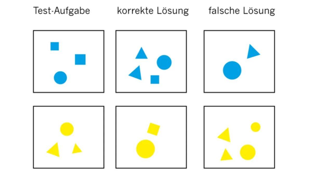 Bazı Balık Türlerine ’Basit Matematik İşlemleri’ Öğretildi: ’İnsanlara Benzer Bir Düşünce Süreçleri Var’