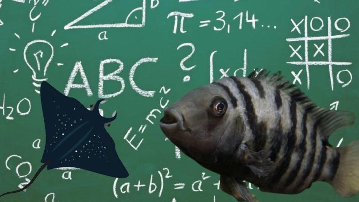 Bazı Balık Türlerine ’Basit Matematik İşlemleri’ Öğretildi: ’İnsanlara Benzer Bir Düşünce Süreçleri Var’