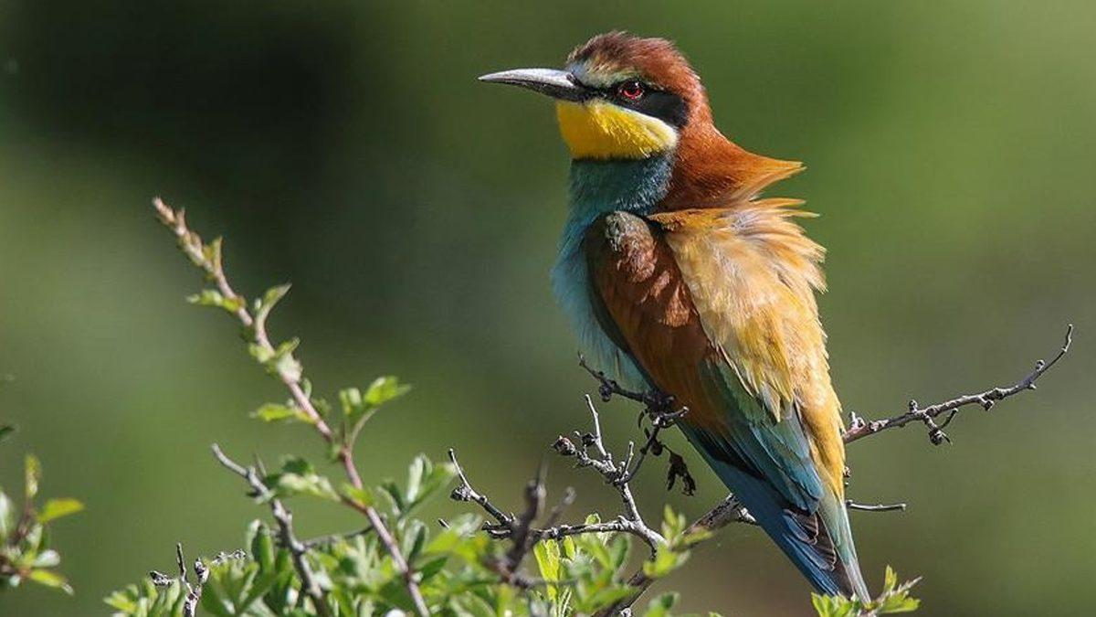 İklim Krizi Ülkemizdeki Kuş Türlerini Yok Ediyor: Türkiye’deki Kuş Popülasyonu Yarı Yarıya Azaldı