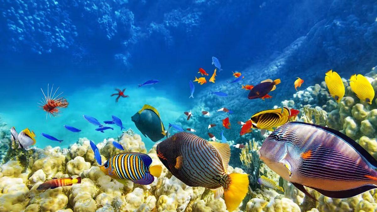 Marmara Denizi Hakkında ’Müsilaj Geri mi Gelecek’ Dedirten Açıklama: ’Derinlerde Balık Kalmadı’