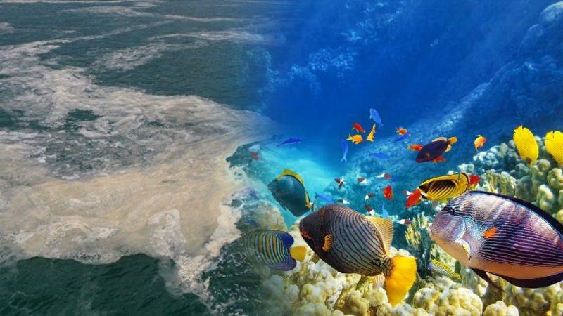 Marmara Denizi Hakkında ’Müsilaj Geri mi Gelecek’ Dedirten Açıklama: ’Derinlerde Balık Kalmadı’