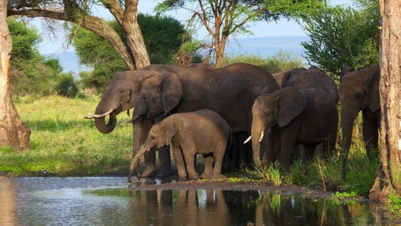 Bilim İnsanları, Uzaydan Filleri İzleyebilmek için Yeni Bir Algoritma Geliştirdi
