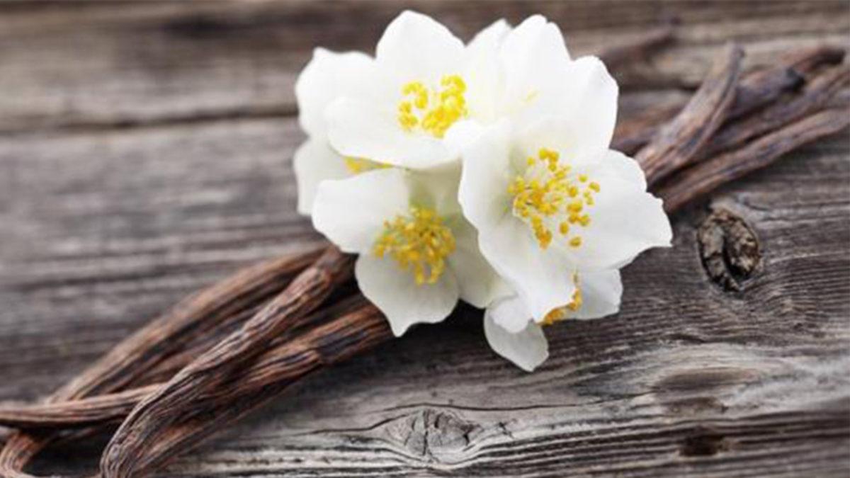 Dünyadaki Herkes Tarafından Sevilen O Koku Keşfedildi (Hayır Para Değil)