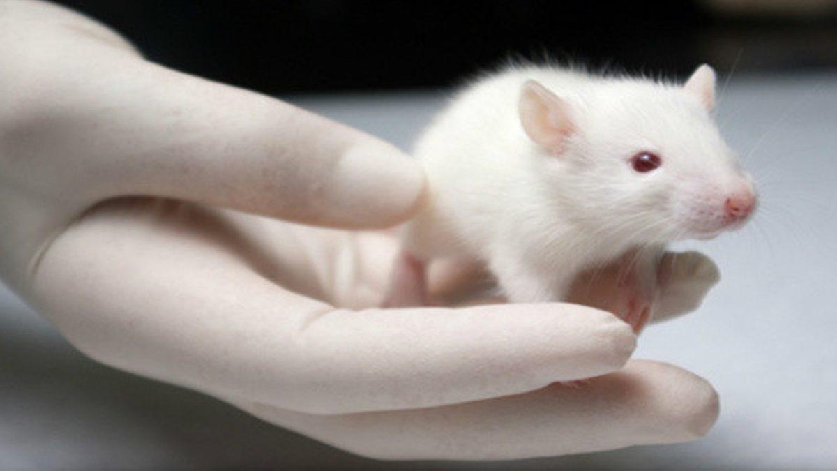 Uzun Süredir Yalnızsanız Bu Bilgileri Okumanızda Fayda Var: Beyninizde Kalıcı Hasarlar Oluşabilir!