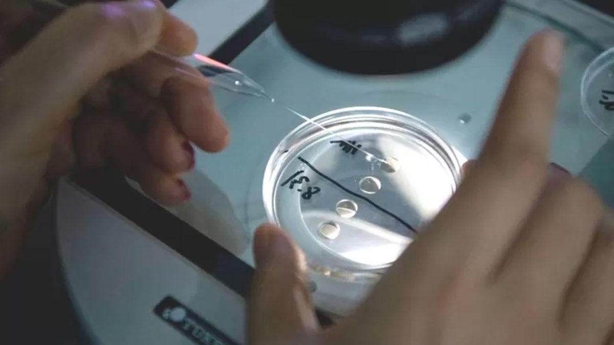 Evcil Hayvanlarını Klonlayanların Sayısı Her Geçen Gün Artıyor: Peki Bu Konuda Neler Söyleniyor?