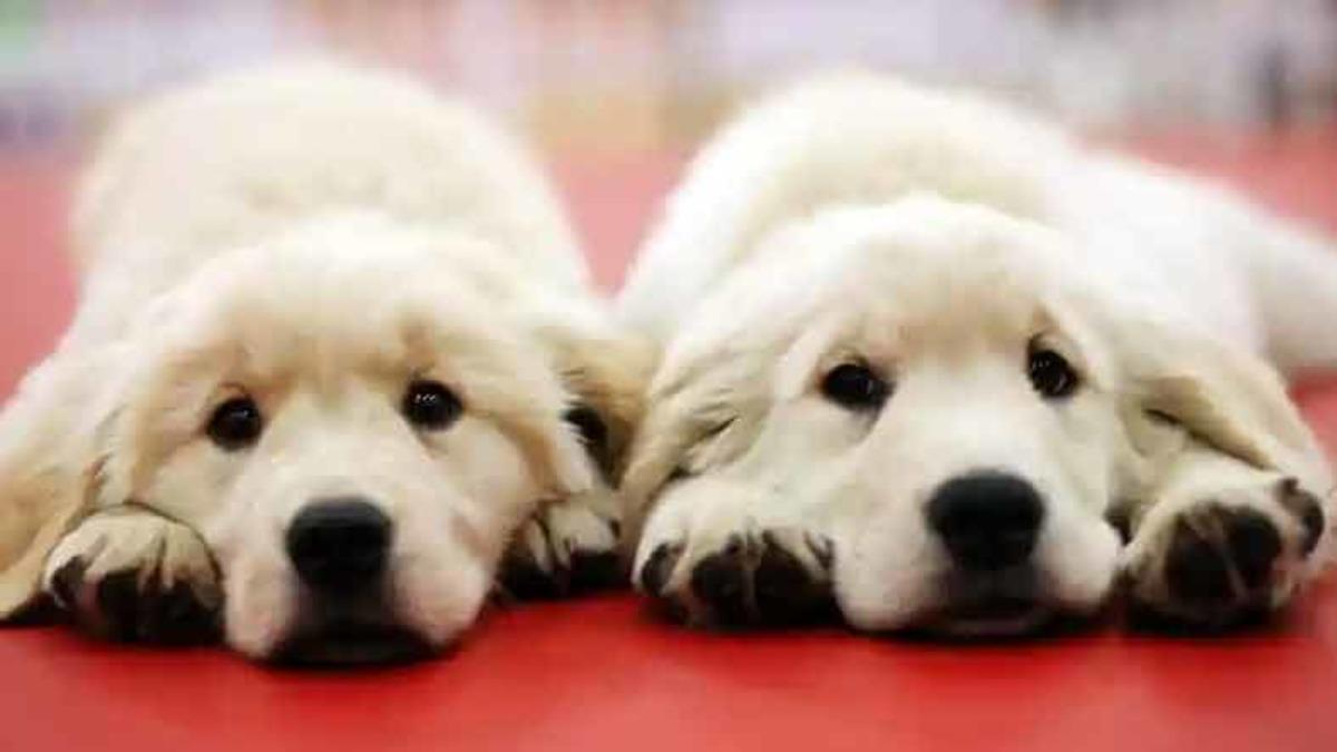 Evcil Hayvanlarını Klonlayanların Sayısı Her Geçen Gün Artıyor: Peki Bu Konuda Neler Söyleniyor?