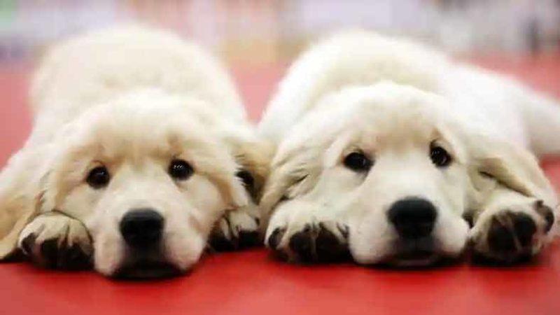 Evcil Hayvanlarını Klonlayanların Sayısı Her Geçen Gün Artıyor: Peki Bu Konuda Neler Söyleniyor?