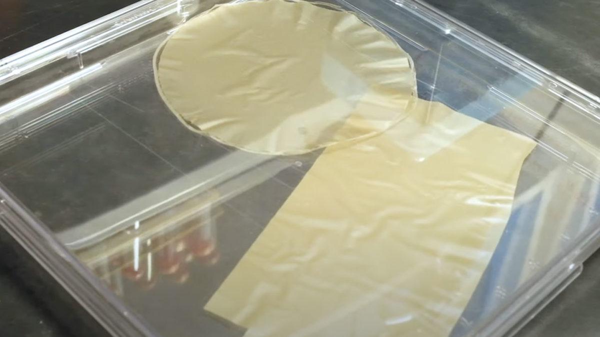 Kağıt İçin Ormanları Katletme Devri Bitiyor! Ayçiçeği Poleninden Tekrar Tekrar Kullanılabilen Kağıt Geliştirildi