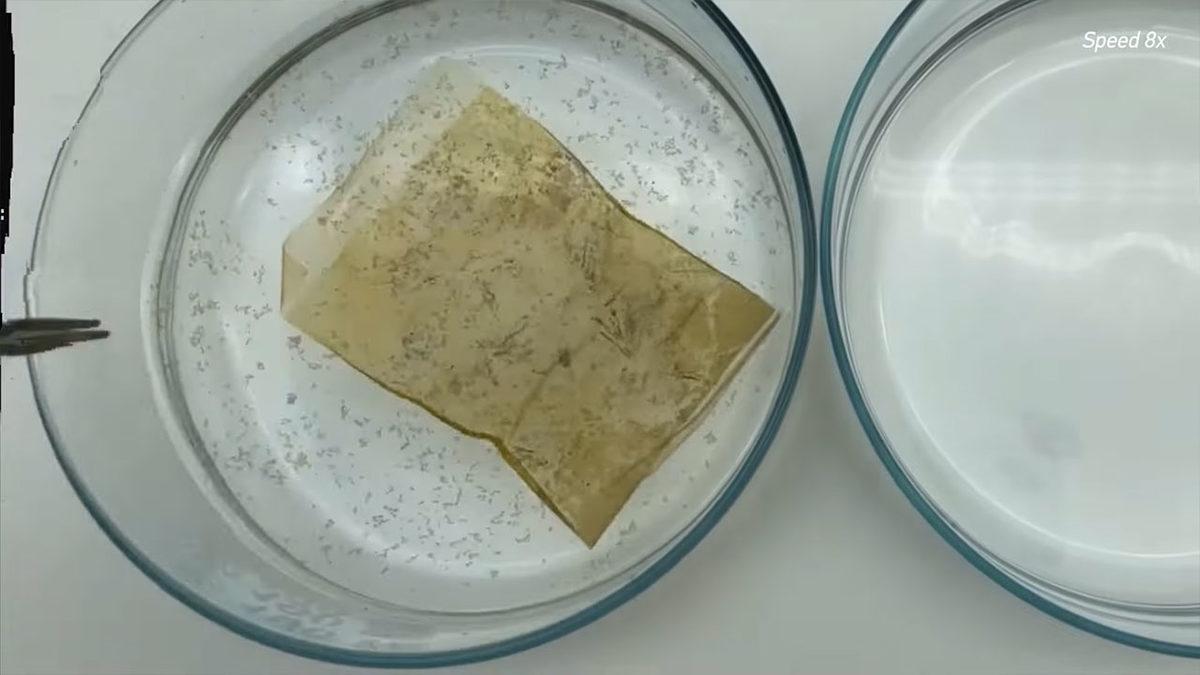 Kağıt İçin Ormanları Katletme Devri Bitiyor! Ayçiçeği Poleninden Tekrar Tekrar Kullanılabilen Kağıt Geliştirildi