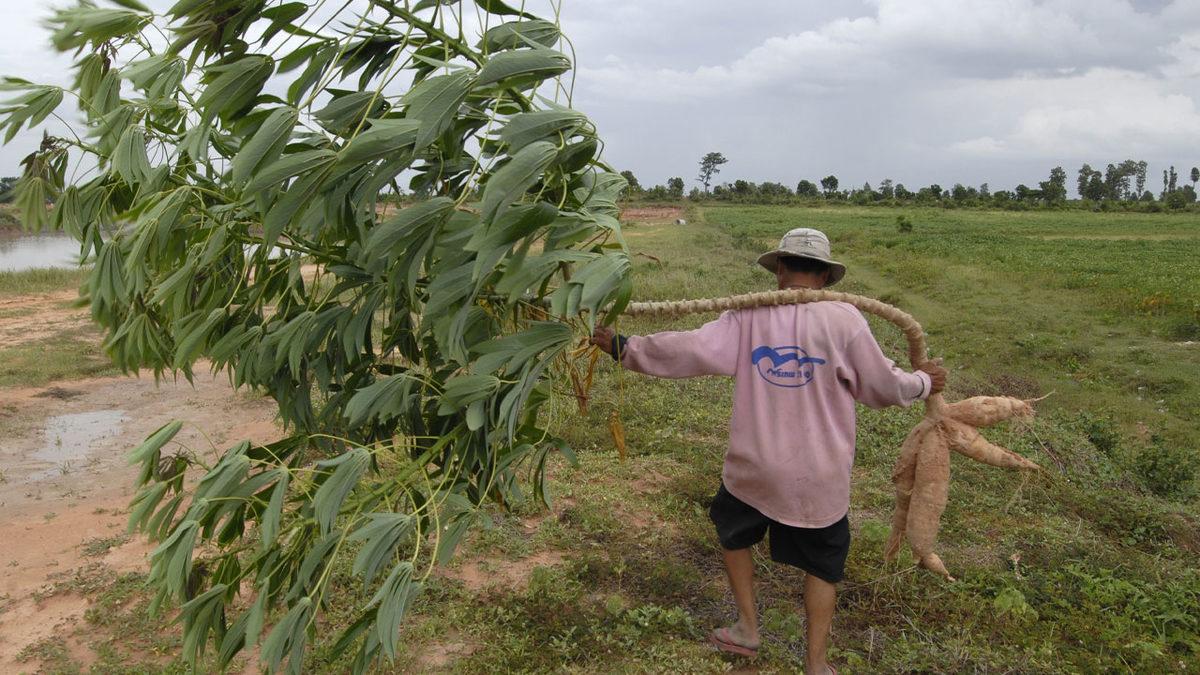 Dünyanın Farklı Yerlerinde Tüketilen Birbirinden Tehlikeli 20 Yemek: Bazıları Ciddi Derecede Ölümcül