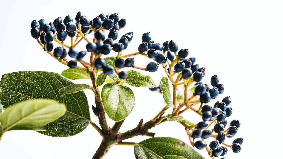 Dünyanın Farklı Yerlerinde Tüketilen Birbirinden Tehlikeli 20 Yemek: Bazıları Ciddi Derecede Ölümcül