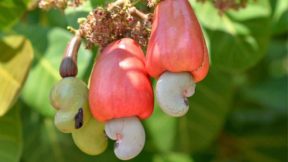 Dünyanın Farklı Yerlerinde Tüketilen Birbirinden Tehlikeli 20 Yemek: Bazıları Ciddi Derecede Ölümcül