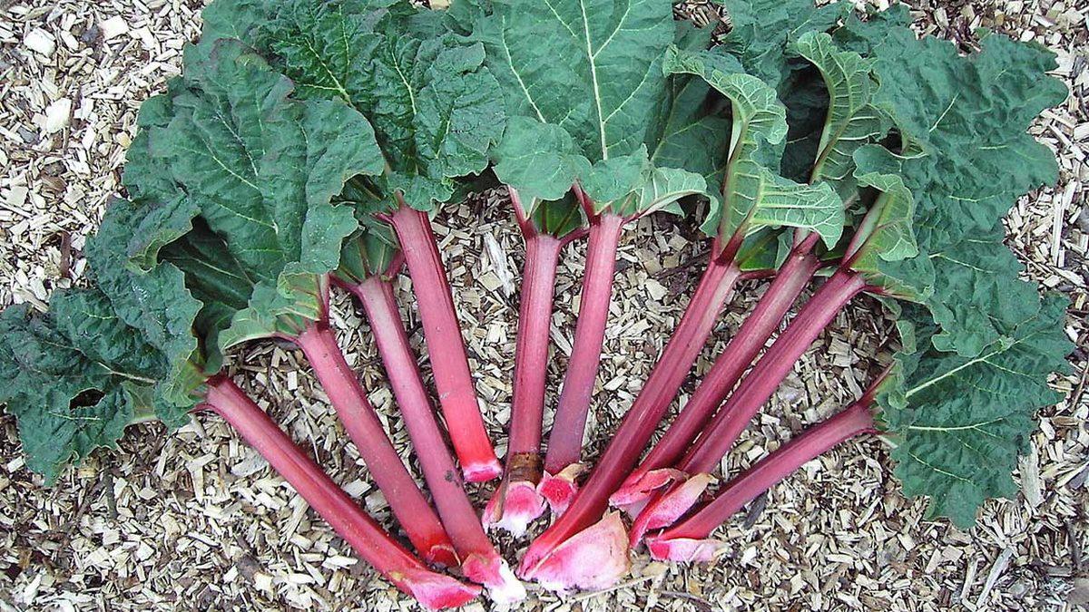 Dünyanın Farklı Yerlerinde Tüketilen Birbirinden Tehlikeli 20 Yemek: Bazıları Ciddi Derecede Ölümcül