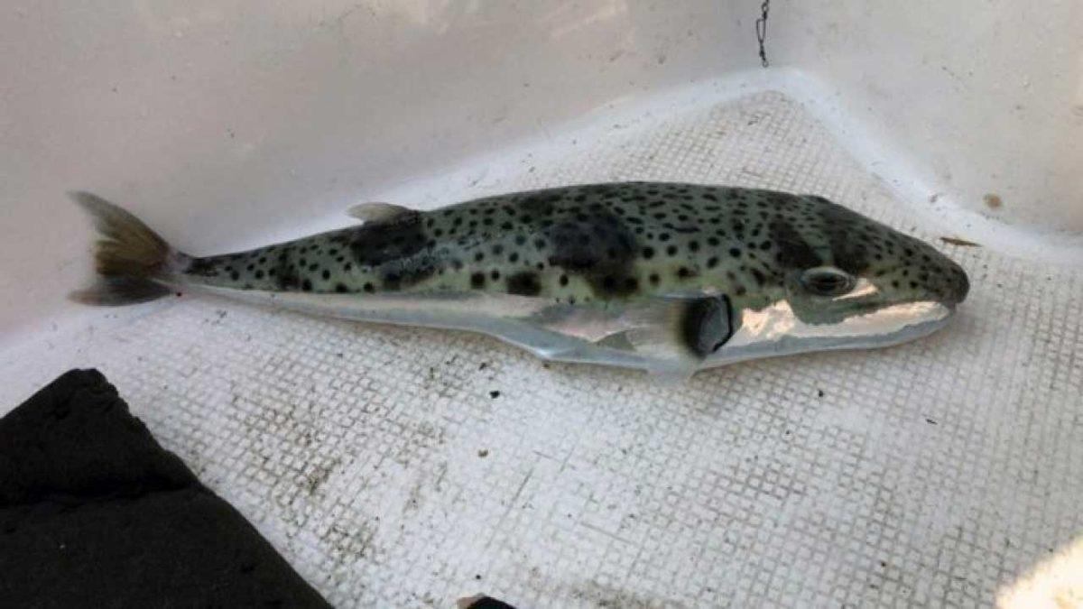 Dünyanın Farklı Yerlerinde Tüketilen Birbirinden Tehlikeli 20 Yemek: Bazıları Ciddi Derecede Ölümcül