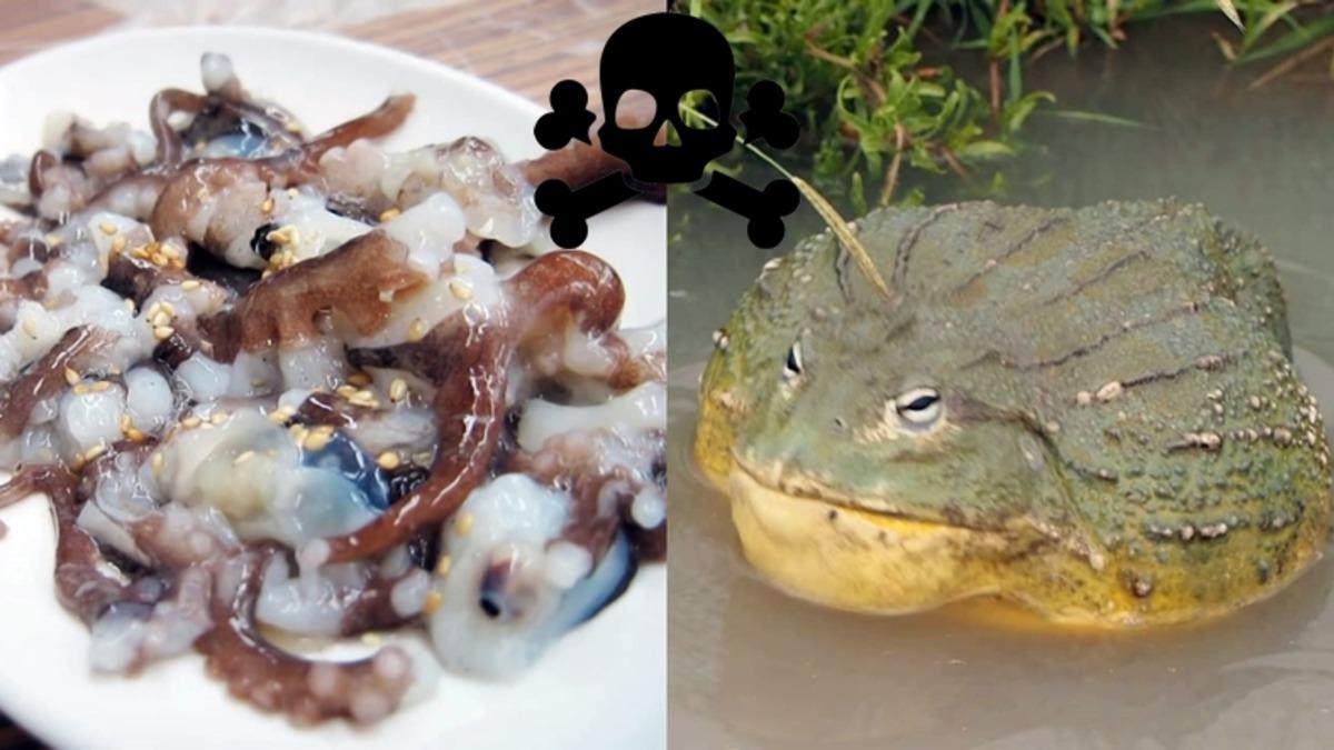 Dünyanın Farklı Yerlerinde Tüketilen Birbirinden Tehlikeli 20 Yemek: Bazıları Ciddi Derecede Ölümcül