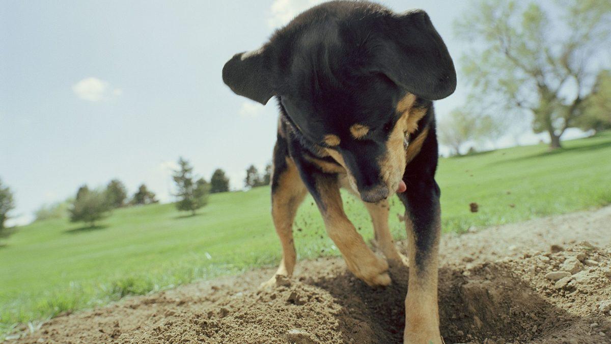 Bilime Göre Köpekler, Kemikleri Neden Gömerler?