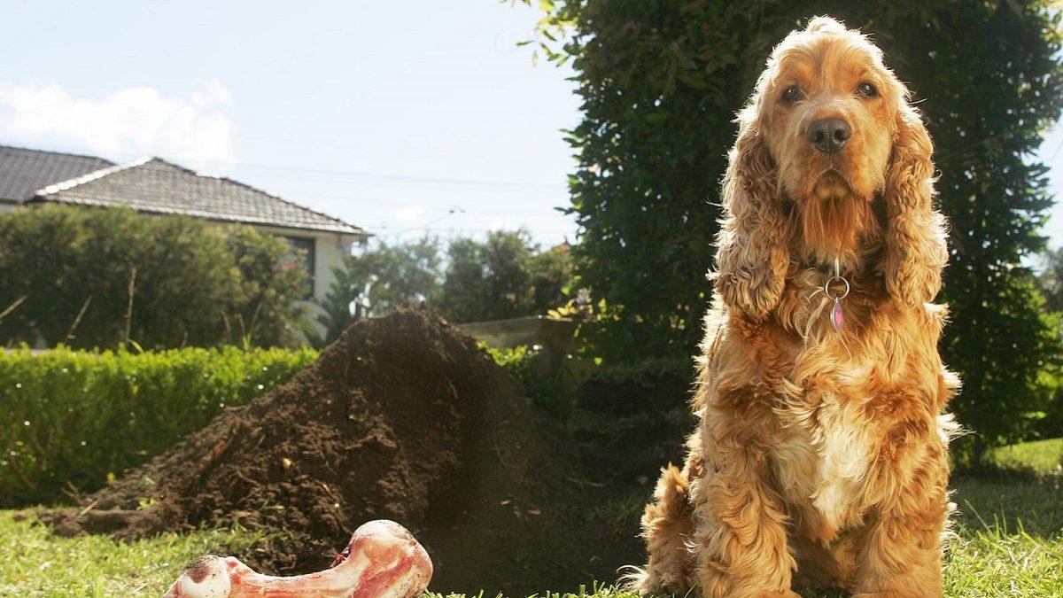Bilime Göre Köpekler, Kemikleri Neden Gömerler?