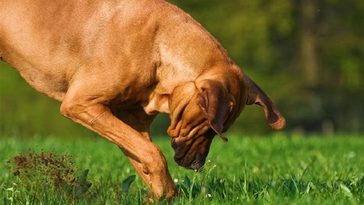 Bilime Göre Köpekler, Kemikleri Neden Gömerler?