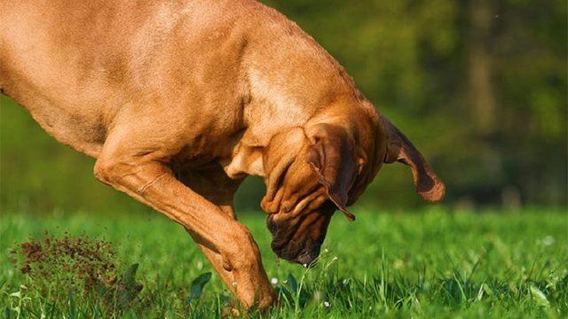 Bilime Göre Köpekler, Kemikleri Neden Gömerler?