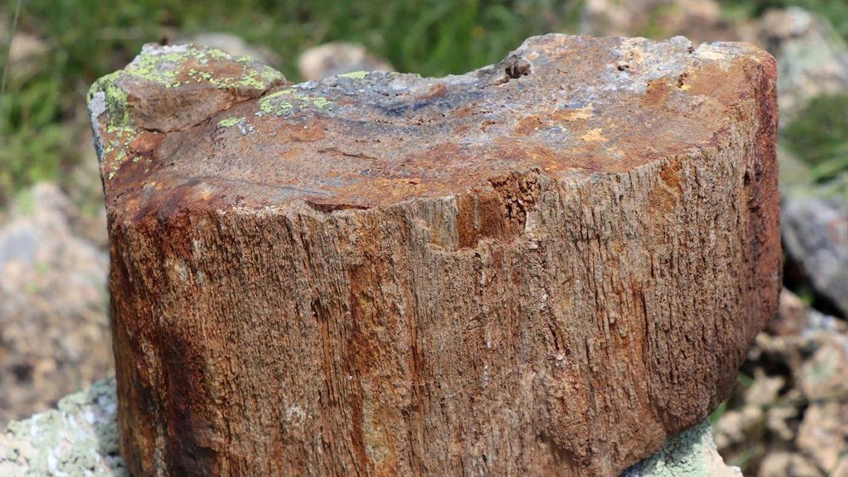 Gümüşhane’de Dinozorların Yaşadığı Jura Dönemine Ait Fosiller Bulundu