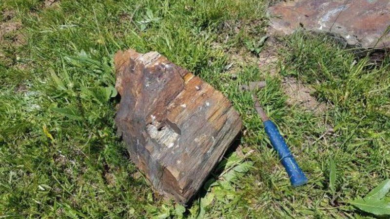 Gümüşhane’de Dinozorların Yaşadığı Jura Dönemine Ait Fosiller Bulundu