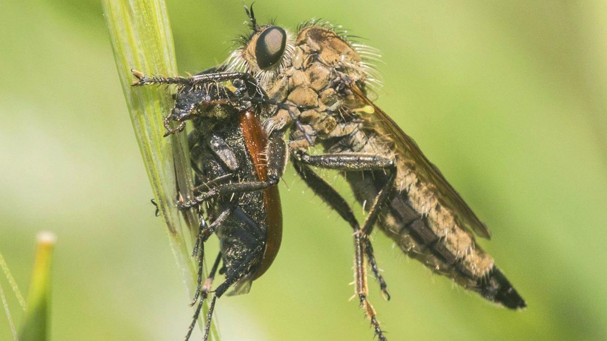 Aslında Yavaş Uçmalarına Rağmen Neden Sinekleri Yakalamakta Zorlanırız?
