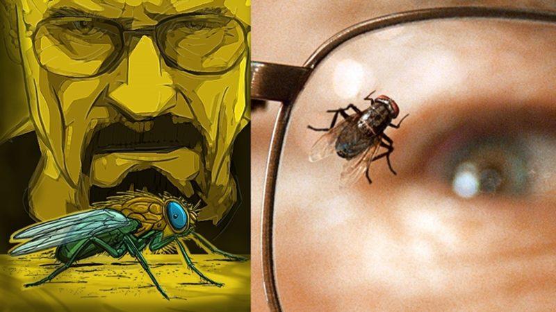 Aslında Yavaş Uçmalarına Rağmen Neden Sinekleri Yakalamakta Zorlanırız?