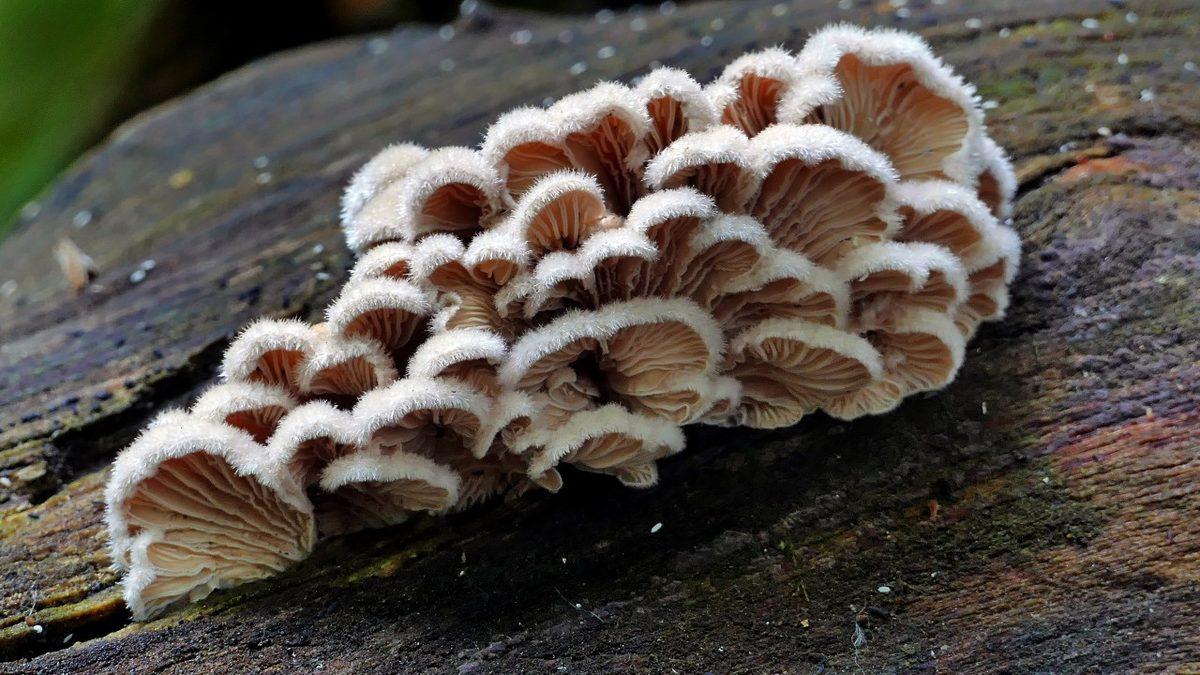Bilim İnsanları Mantarların ’Konuştuğunu’ Açıkladı: Kendi Dilleri Bile Var! [Video]