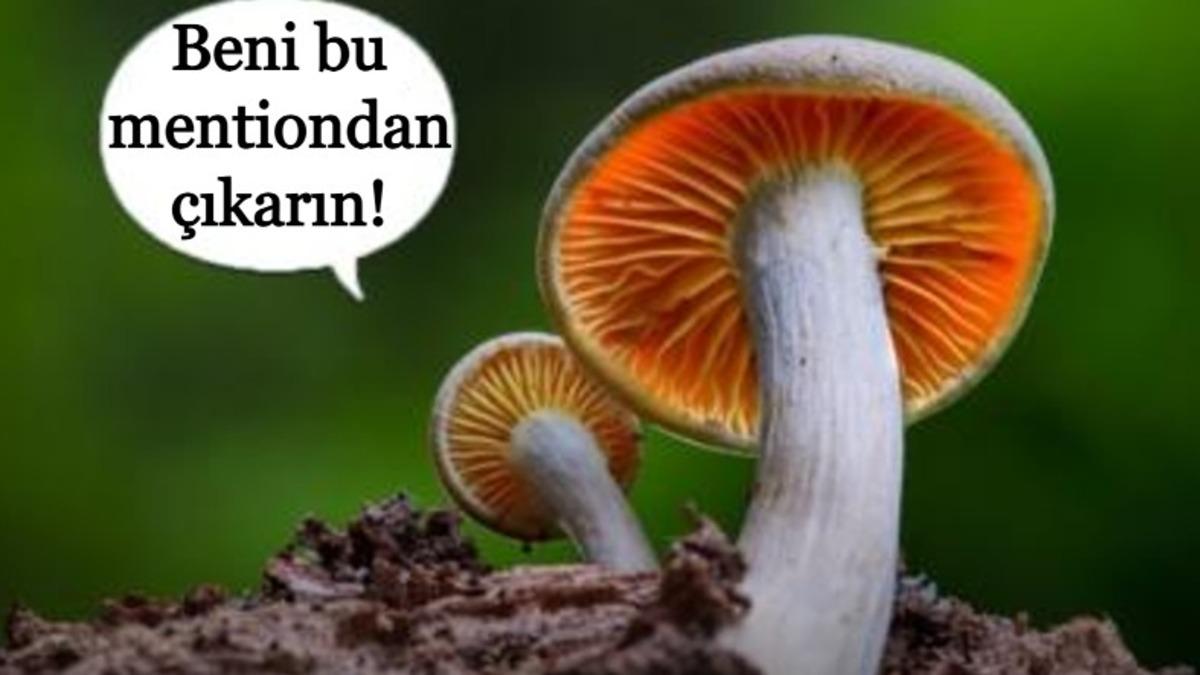 Bilim İnsanları Mantarların ’Konuştuğunu’ Açıkladı: Kendi Dilleri Bile Var! [Video]