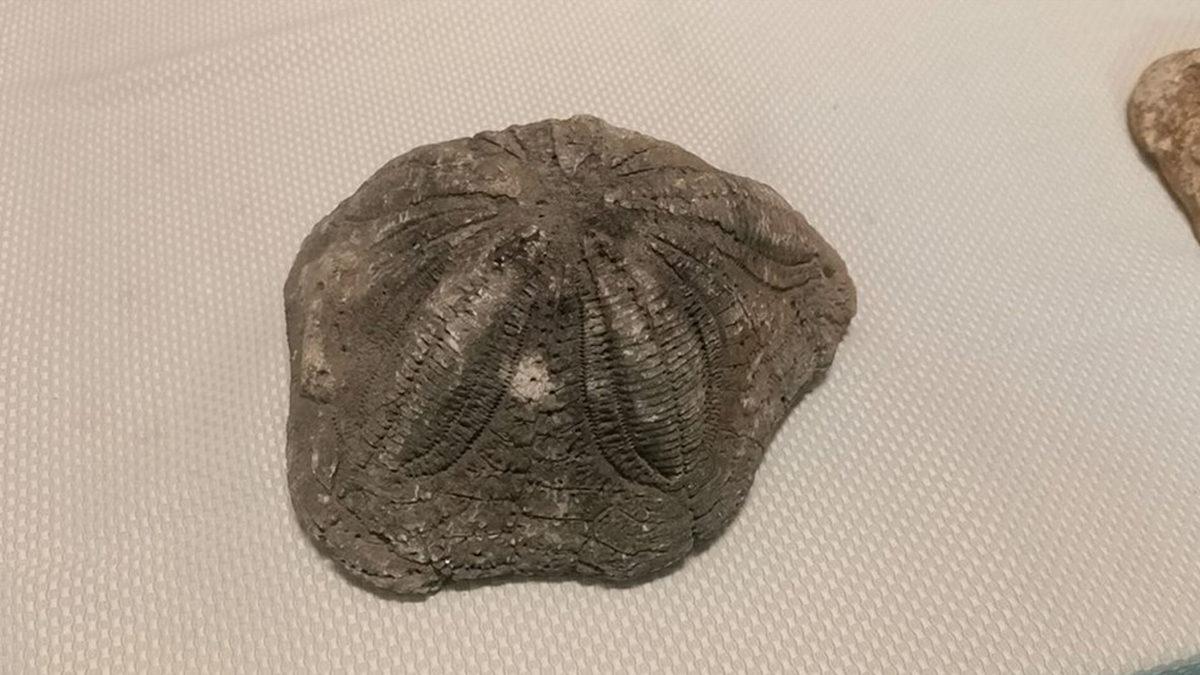 Çanakkale’de 2 Milyon Yıllık Deniz Yıldızı Fosilleri Ele Geçirildi