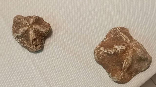 Çanakkale’de 2 Milyon Yıllık Deniz Yıldızı Fosilleri Ele Geçirildi