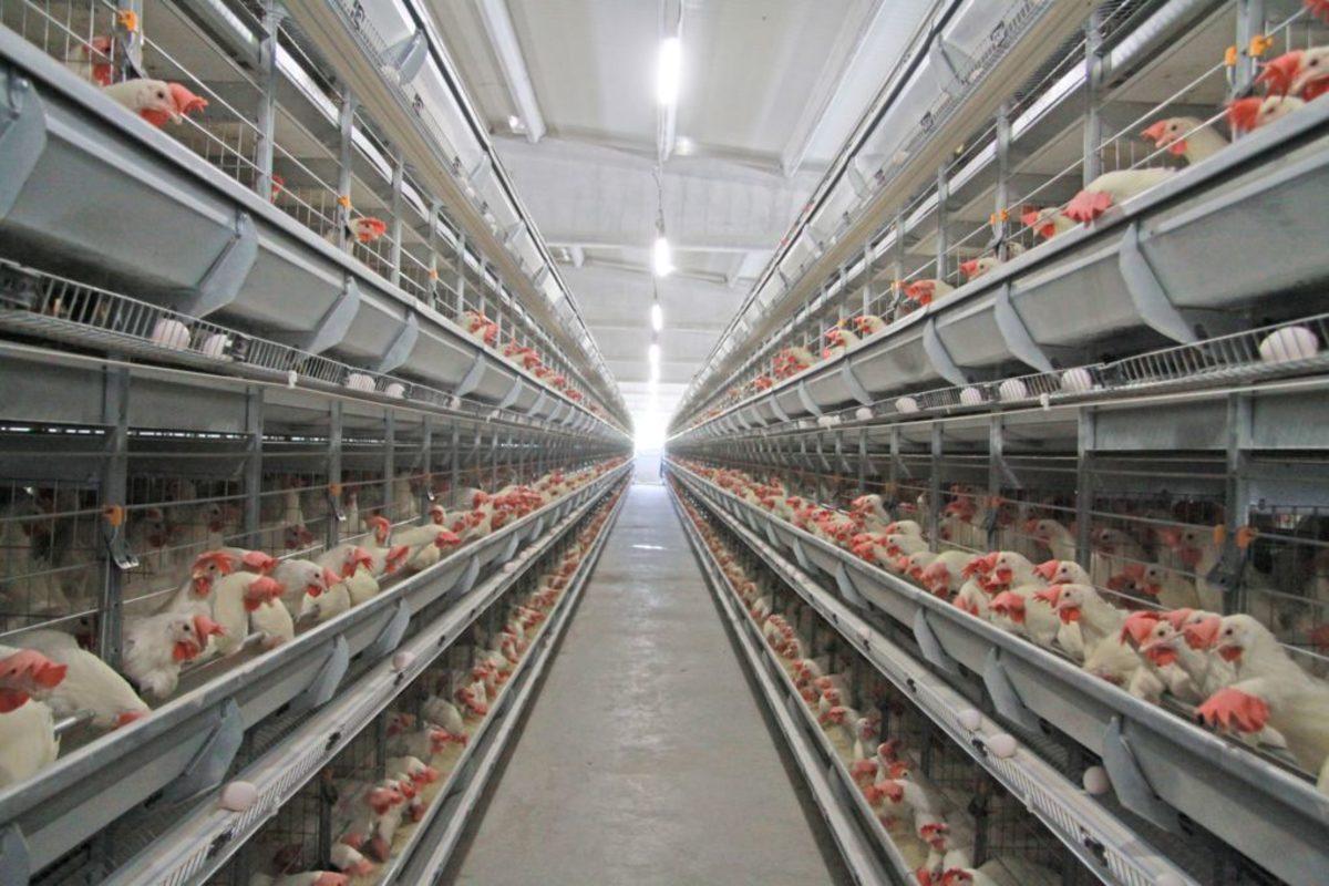 Yumurtaların Üzerindeki Bu Kodlar Ne Anlama Geliyor?