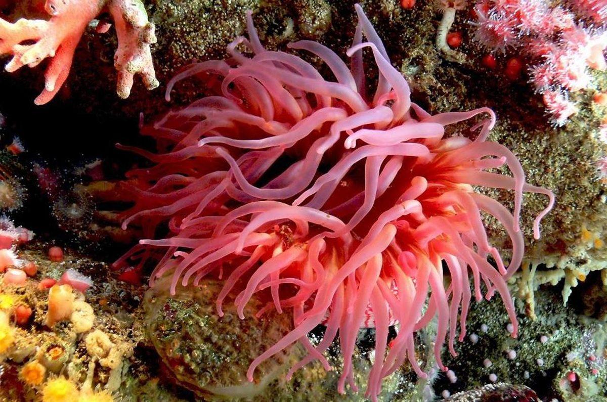 İnsan ile Omurgasız Bir Deniz Canlısı Arasında Genetik Bağlantı Keşfedildi: Milyonlarca Yıllık Ortak Bir Genimiz Var