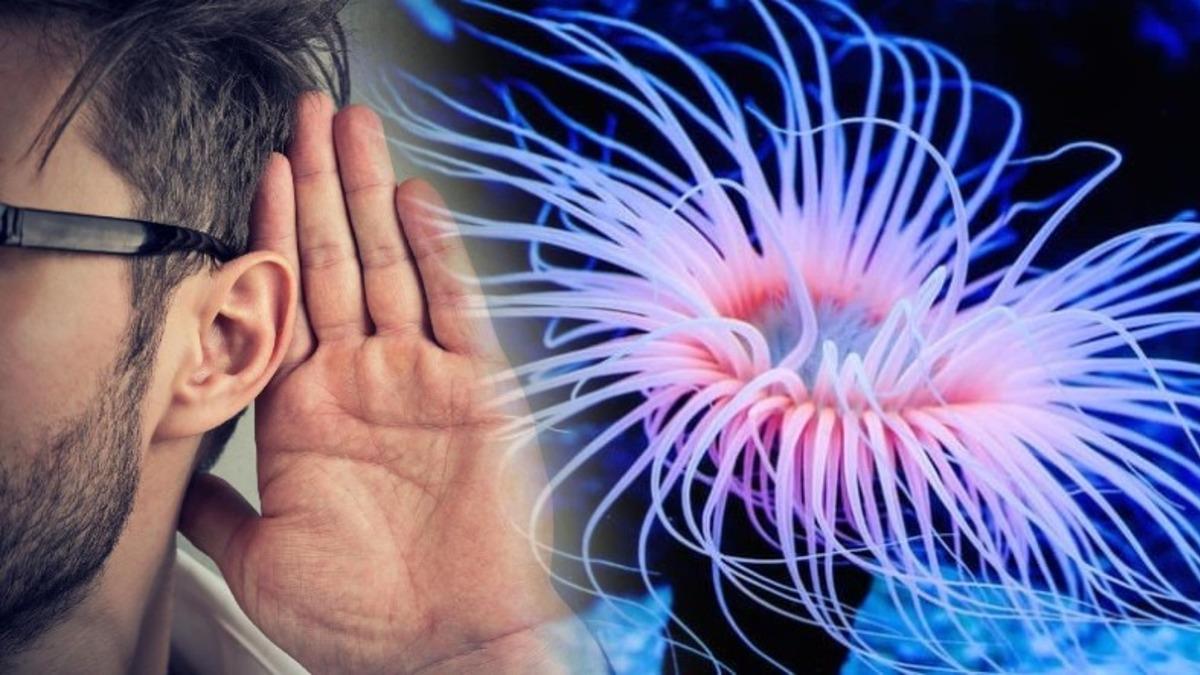 İnsan ile Omurgasız Bir Deniz Canlısı Arasında Genetik Bağlantı Keşfedildi: Milyonlarca Yıllık Ortak Bir Genimiz Var