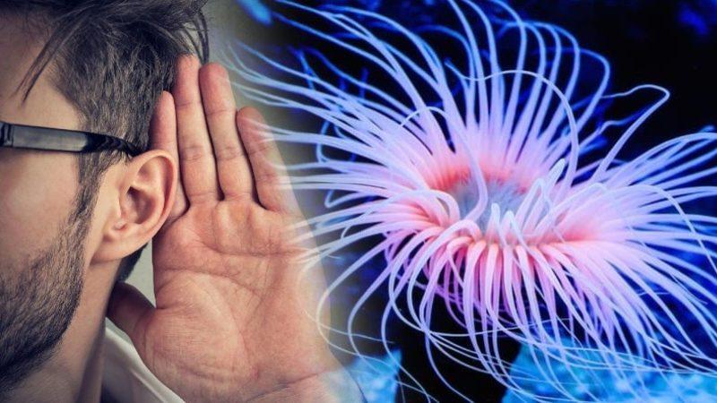 İnsan ile Omurgasız Bir Deniz Canlısı Arasında Genetik Bağlantı Keşfedildi: Milyonlarca Yıllık Ortak Bir Genimiz Var