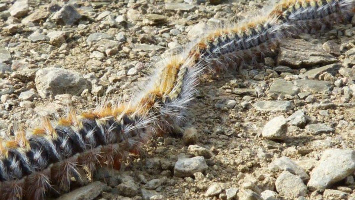 Köpeğinizin Hayatına Mal Olabilecek Bu Tırtıllara Dikkat: Başınıza Gelirse Neler Yapmanız Gerektiğini Anlattık