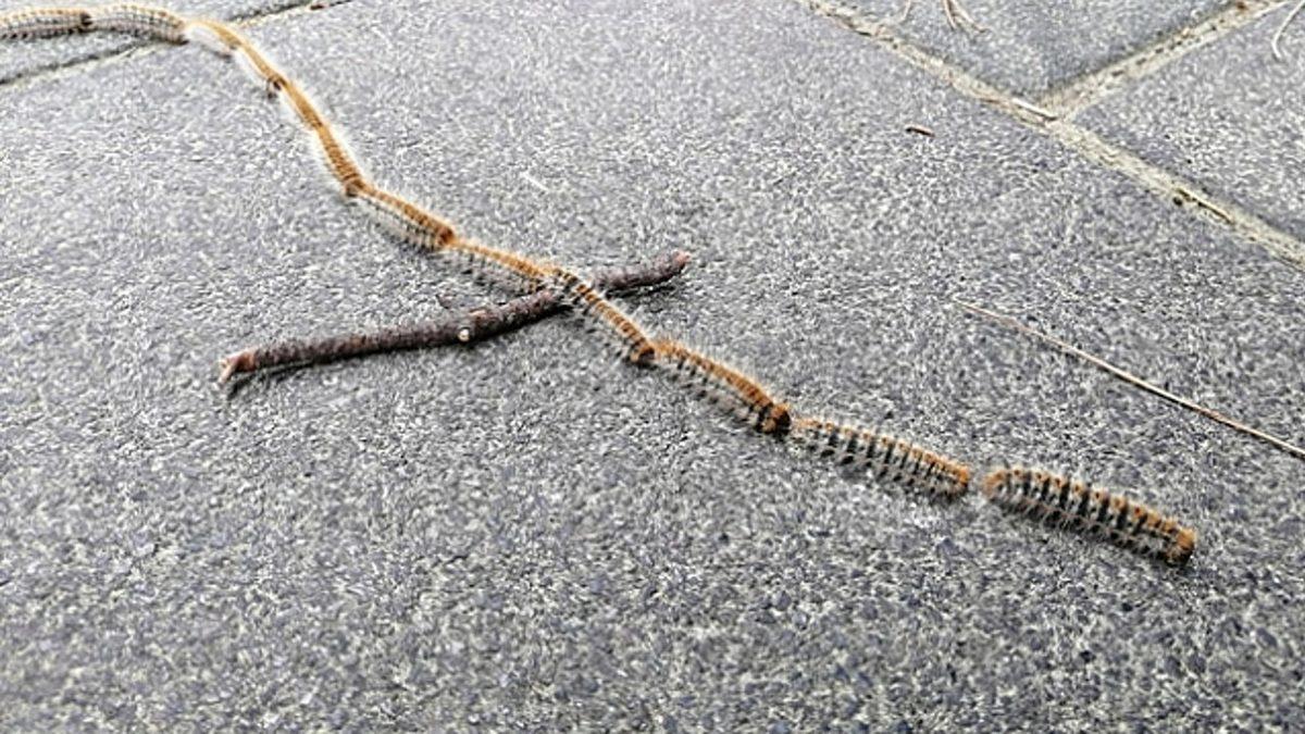 Köpeğinizin Hayatına Mal Olabilecek Bu Tırtıllara Dikkat: Başınıza Gelirse Neler Yapmanız Gerektiğini Anlattık