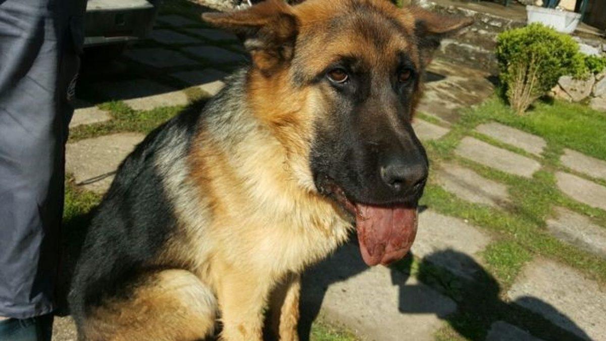 Köpeğinizin Hayatına Mal Olabilecek Bu Tırtıllara Dikkat: Başınıza Gelirse Neler Yapmanız Gerektiğini Anlattık