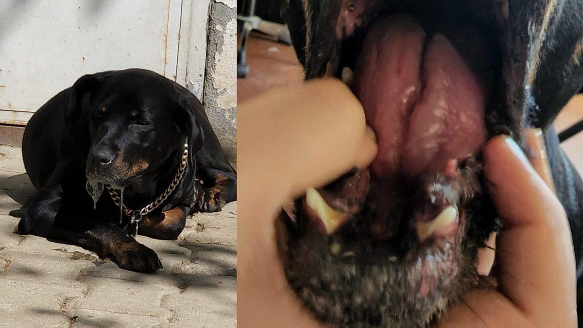 Köpeğinizin Hayatına Mal Olabilecek Bu Tırtıllara Dikkat: Başınıza Gelirse Neler Yapmanız Gerektiğini Anlattık