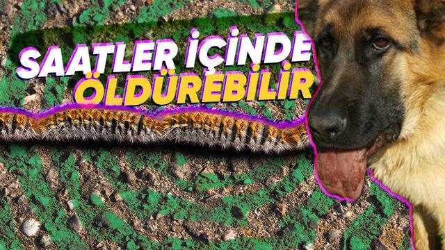 Köpeğinizin Hayatına Mal Olabilecek Bu Tırtıllara Dikkat: Başınıza Gelirse Neler Yapmanız Gerektiğini Anlattık