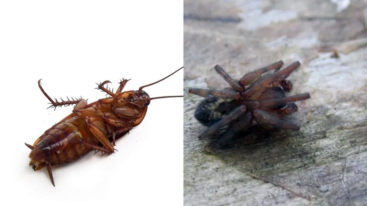 Böcekler Öldüklerinde Neden Ters Dönerler?