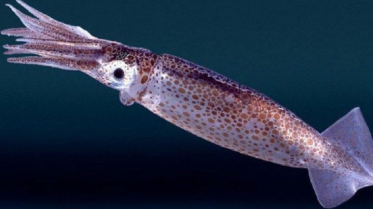 Kalamarların Tıpkı Bukalemunlar Gibi Kamufle Olduğu Ortaya Çıktı [Video]